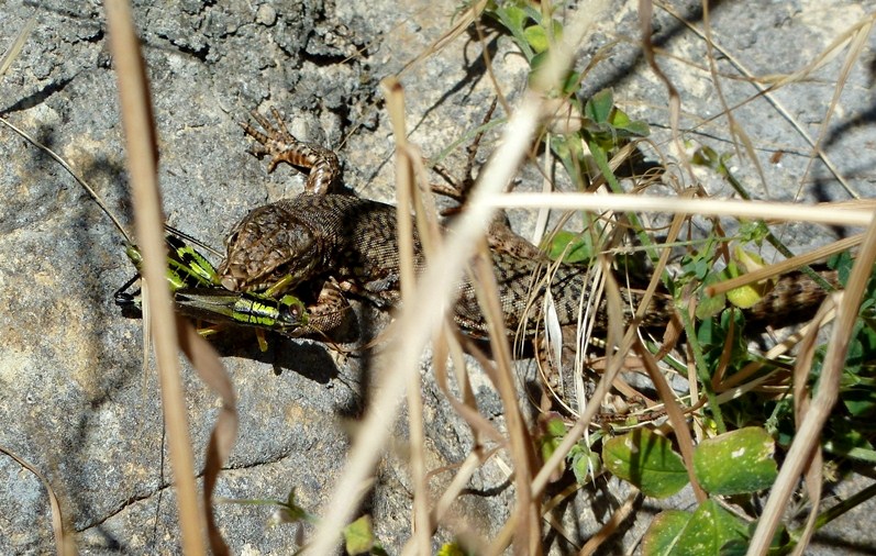 Podarcis muralis  con preda